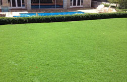 kikuyu lawn