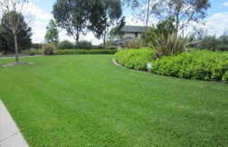 palmetto lawn