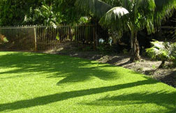 wintergreen lawn